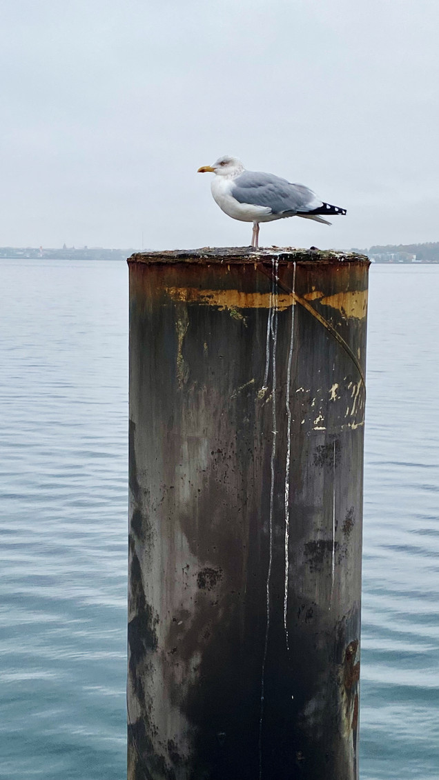 Eine Möwe auf einem Dalben