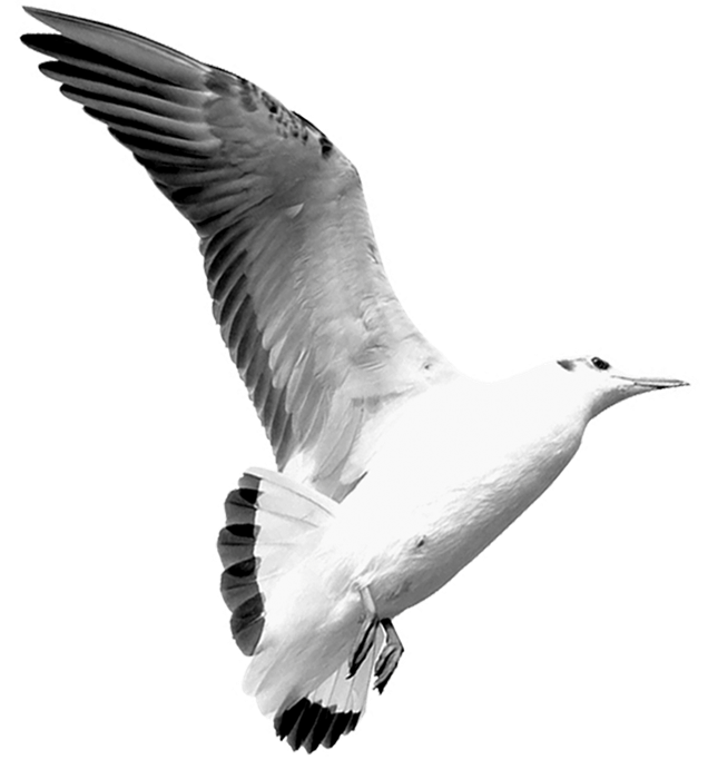 A flying seagull