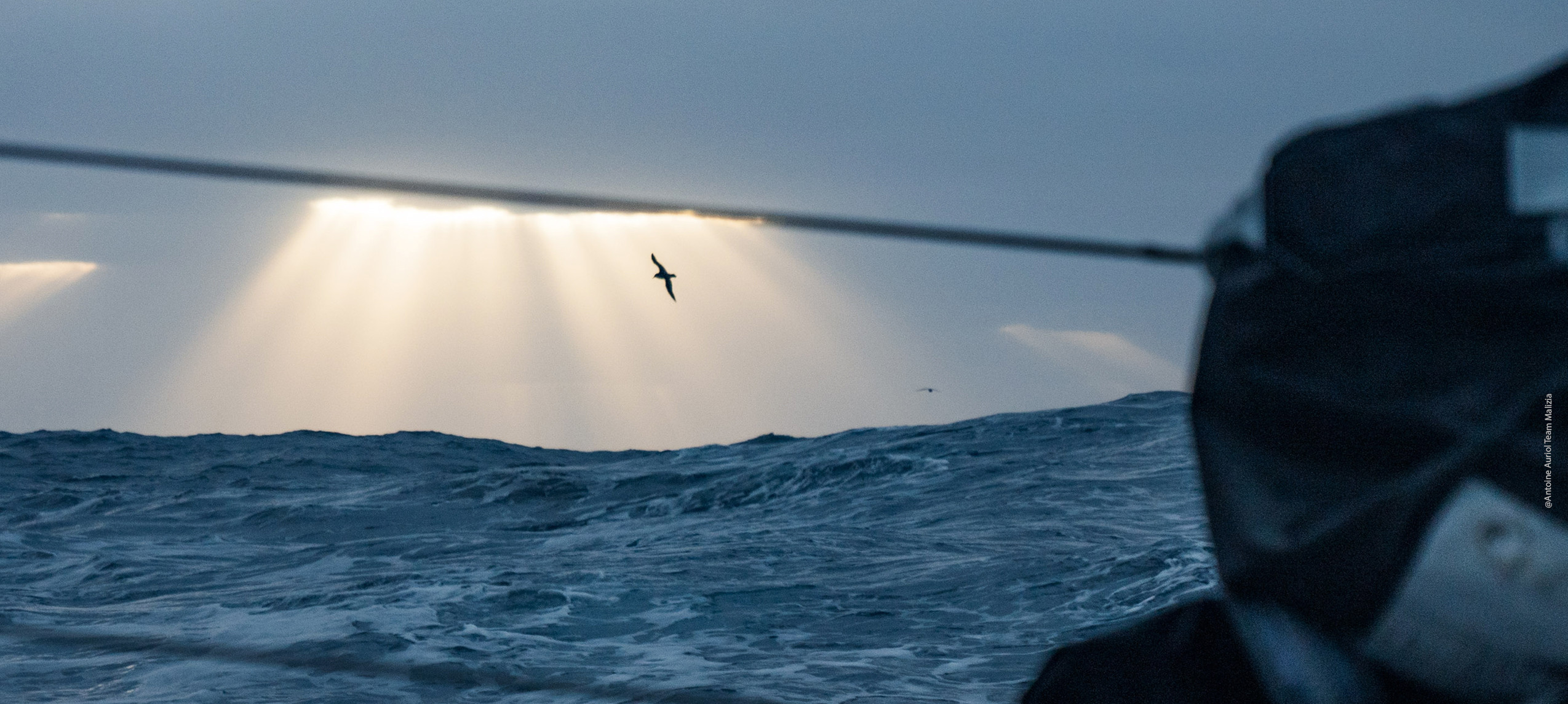 Ein Albatros über dem Meer