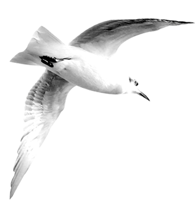 a flying seagull